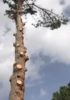 Tala y poda en altura de árboles en Tenerife